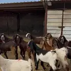 جفار مقاني مضاريع فحص سونار