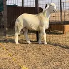 مشروع فحل صنف فاخر 3