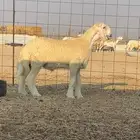 مشروع فحل هجين حري مع نجدي