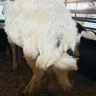 خروف حري