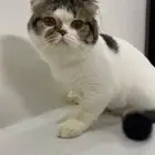 قط ذكر للتبني مطعم
