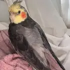 كروان مفقود