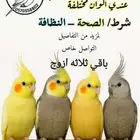 أزواج كروان