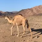 بكره جذاعه ريحه ثنيه والصحه على الشرط