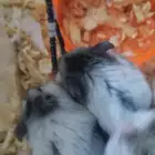 همستر روسي للبيع