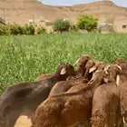 سواكن حمري مرابي أوزان وشحم.
