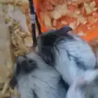 همسترات للبيع