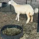 رخل حريه للبيع