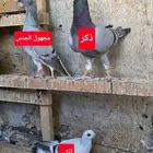 فرايد حمام بيعة سريعة (( تم البيع ))