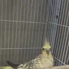 للبيع أنثى كوكاتيل منتجة   عمر سنتين و3 شهور
