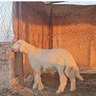 مشروع فحل تم البيع