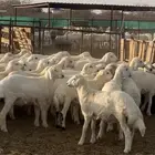 للبيع طليان ذبائح وسط نظيفه جدا