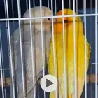 روز و كناري على 150 ريال للحبة