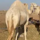 للبيع حايل