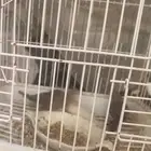 مجموعة طيور بادجي و فيشر و زيبرا