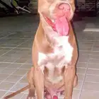 كلب بتبول ريد نويس العمر ثلاث سنوات