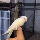 زوج كروان سينمون اينو