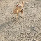 عنز تحتها جفره تم البيع