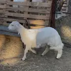 رخل فل مشروطة تغذية نظيفة مقنى ولاسكين