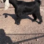 جذعه عارضيه