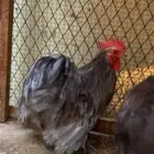 دياكه كوشن