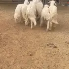 تم البيع   تم البيع