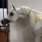 فحل منتج مفتوح للتشبيه لوجه الله