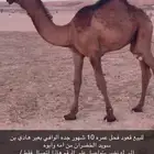 قعود فحل للبيع