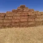 ذرة جيزانية جديدة ممتازة