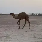 حاشي بكره العمر حول 6 شهور