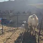 جذعه خلفه عيسيه صنف