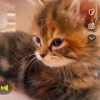 قطه عمر اربعه اشهر مطعمه التطعيم الرباعي للتبني