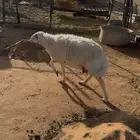 شاة حريه