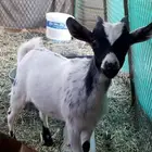 ماعز قزم للبيع
