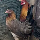 دجاج بلدي