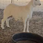 مشروع فحل حري فاخر صنف من حلال أبو عبدالواحد