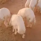 بهم حري فل شحم