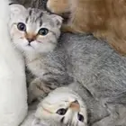 قطط للتبني الام والكتن