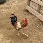 4 ديكه