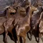 معزا دهم صنف الصنف