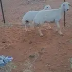 رخل جذعه مضرع وتحتها خروف