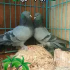 حمام عراقي موصلي