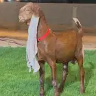 جفر هولندي مشروع فحل خصم لون جميل