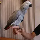 ببغاء كاسكو هولندي أليف جدا
