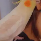 كوكتيل متكلم واليف جدا