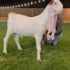جفر هولندي مشروع فحل ابيض