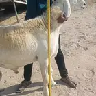 جذع جرم فاخر من الصياد في أملج -الحد موجود