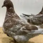فرش اندنوشن او رديوس