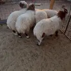 طليان نعيم
