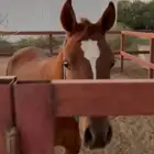 الخرمة